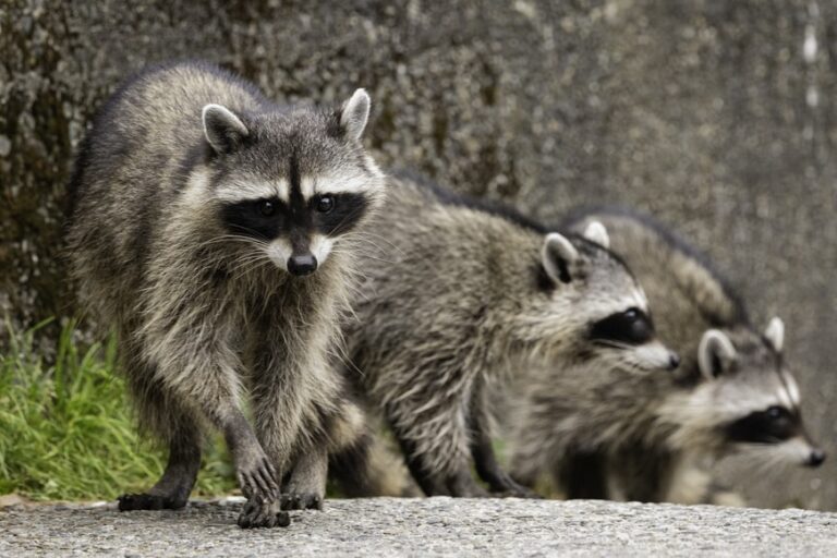 Interesting Facts About Raccoons