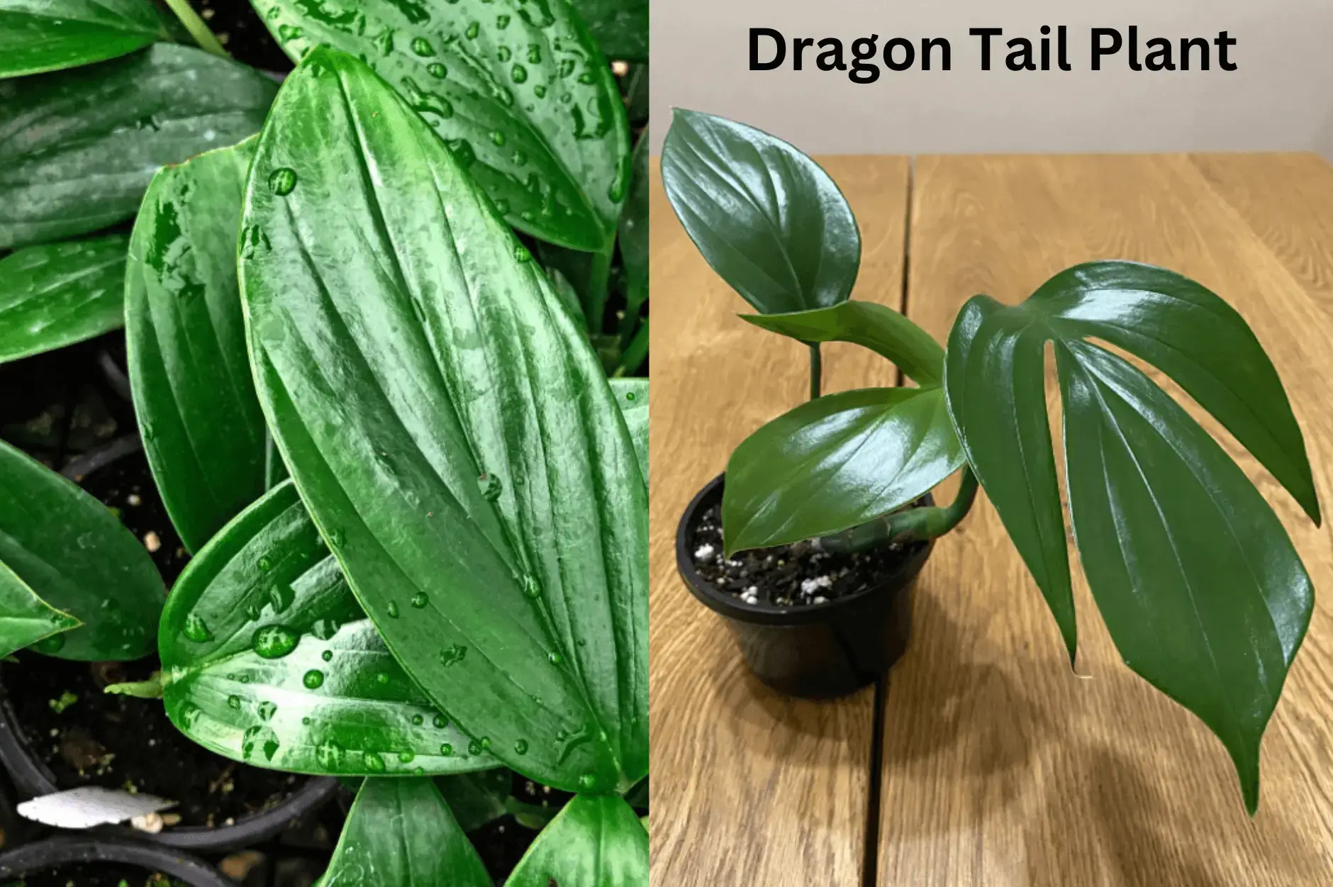 Dragon Tail Plant