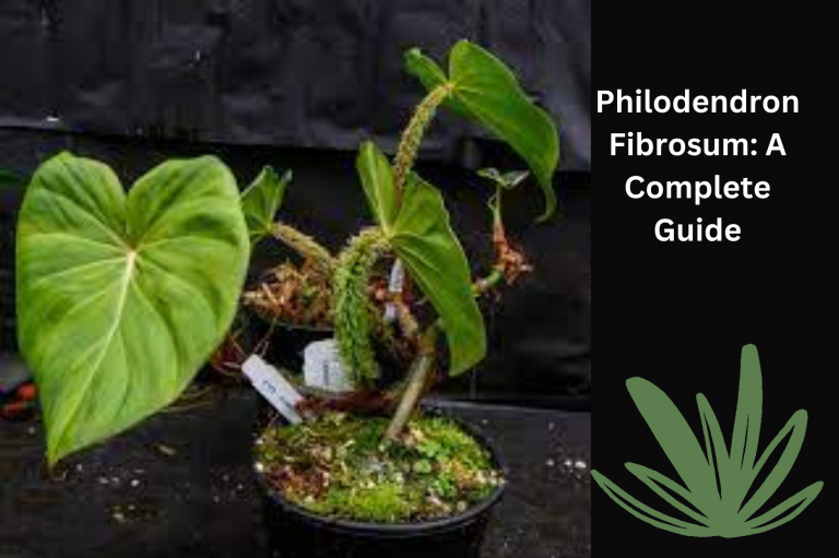 Philodendron Fibrosum: A Complete Guide