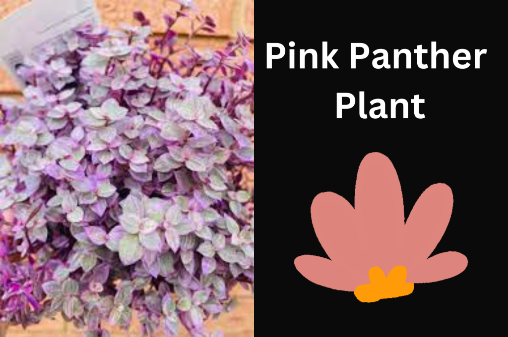 Pink Panther Plant